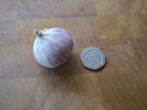Pearl garlic, giant!